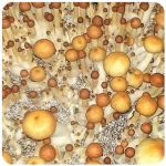 Псилоцибиновые (галлюциногенные) грибы Psilocybin "Golden Teacher" в Советской Гавани Псилоцибиновые (галлюциногенные) грибы Psilocybin "Golden Teacher" в Советской Гавани