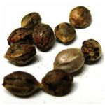 Семена марихуаны АК-47 (Seeds AK-47) в Советской Гавани Семена марихуаны АК-47 (Seeds AK-47) в Советской Гавани